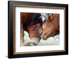 Two South Korean Bulls Lock Horns in the 2005 Bullfighting Festival in Seoul, South Korea-null-Framed Photographic Print