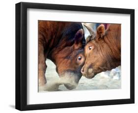 Two South Korean Bulls Lock Horns in the 2005 Bullfighting Festival in Seoul, South Korea-null-Framed Photographic Print