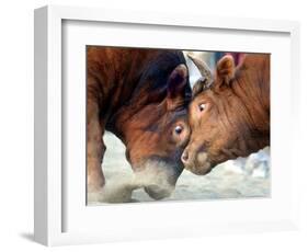 Two South Korean Bulls Lock Horns in the 2005 Bullfighting Festival in Seoul, South Korea-null-Framed Photographic Print