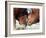 Two South Korean Bulls Lock Horns in the 2005 Bullfighting Festival in Seoul, South Korea-null-Framed Photographic Print