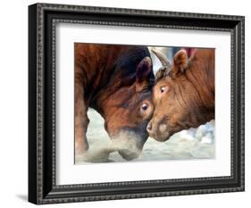 Two South Korean Bulls Lock Horns in the 2005 Bullfighting Festival in Seoul, South Korea-null-Framed Photographic Print