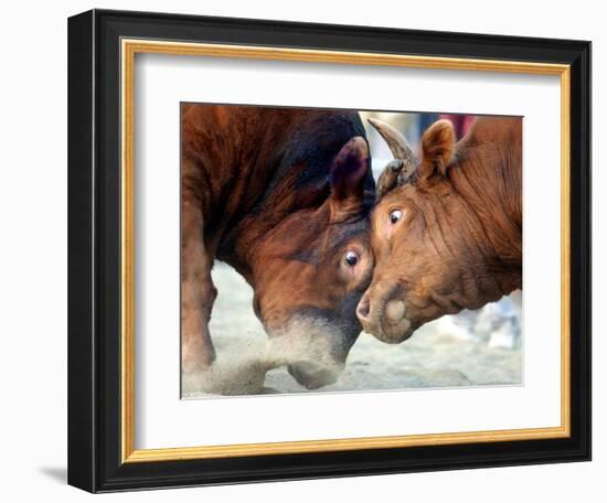 Two South Korean Bulls Lock Horns in the 2005 Bullfighting Festival in Seoul, South Korea-null-Framed Photographic Print