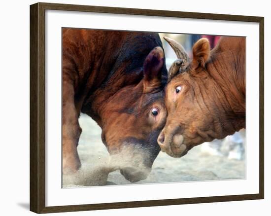 Two South Korean Bulls Lock Horns in the 2005 Bullfighting Festival in Seoul, South Korea-null-Framed Photographic Print