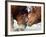 Two South Korean Bulls Lock Horns in the 2005 Bullfighting Festival in Seoul, South Korea-null-Framed Photographic Print