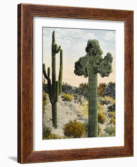 Two Species of Giant Cactus - California, United States-null-Framed Photographic Print