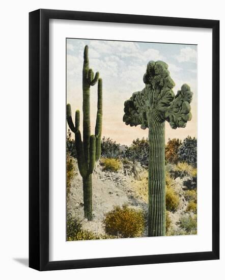 Two Species of Giant Cactus - California, United States-null-Framed Photographic Print
