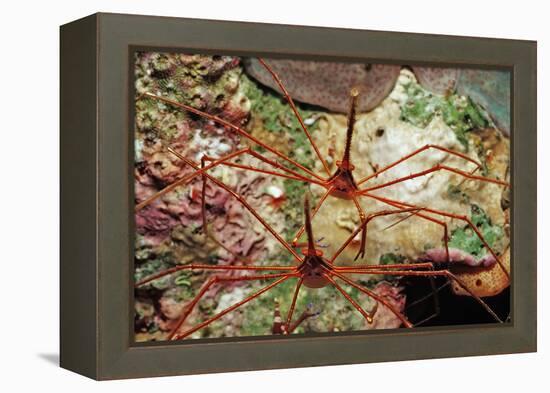 Two Spider Hermit Crabs, Stenorhynchus Seticornis, Netherlands Antilles, Bonaire, Caribbean Sea-Reinhard Dirscherl-Framed Premier Image Canvas