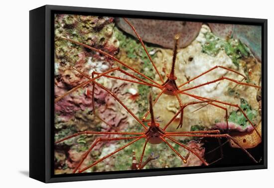 Two Spider Hermit Crabs, Stenorhynchus Seticornis, Netherlands Antilles, Bonaire, Caribbean Sea-Reinhard Dirscherl-Framed Premier Image Canvas