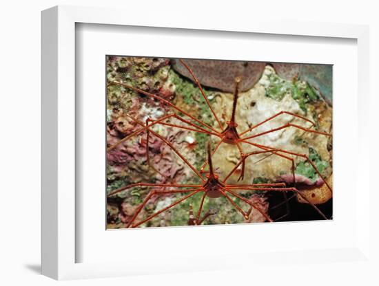 Two Spider Hermit Crabs, Stenorhynchus Seticornis, Netherlands Antilles, Bonaire, Caribbean Sea-Reinhard Dirscherl-Framed Photographic Print