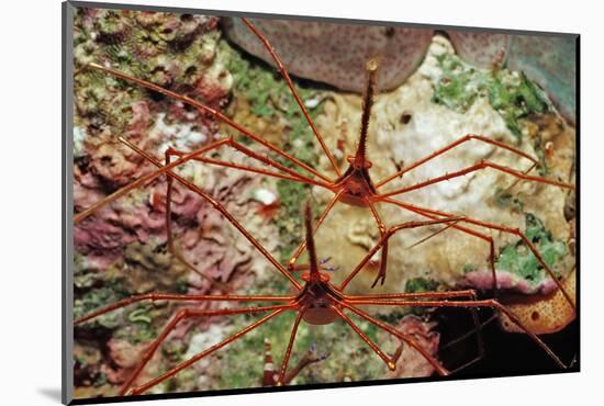 Two Spider Hermit Crabs, Stenorhynchus Seticornis, Netherlands Antilles, Bonaire, Caribbean Sea-Reinhard Dirscherl-Mounted Photographic Print