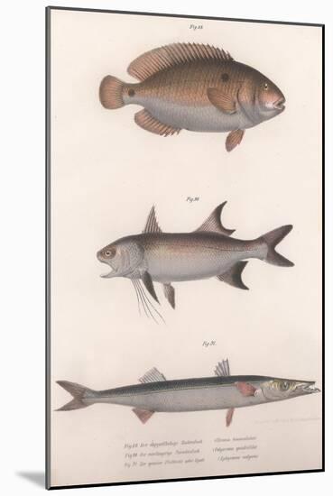 Two-Spot Bimaculus, African Redfin, Common Barracuda, C.1850S-null-Mounted Giclee Print