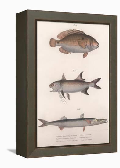 Two-Spot Bimaculus, African Redfin, Common Barracuda, C.1850S-null-Framed Premier Image Canvas