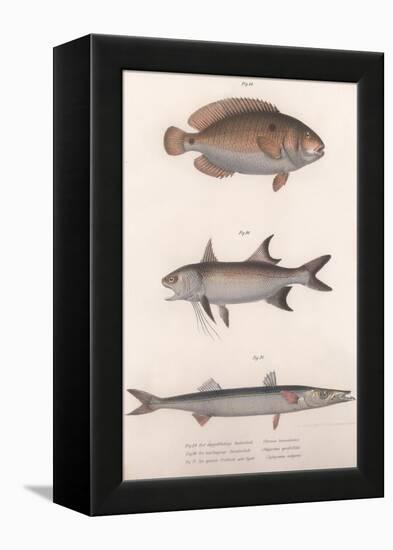 Two-Spot Bimaculus, African Redfin, Common Barracuda, C.1850S-null-Framed Premier Image Canvas