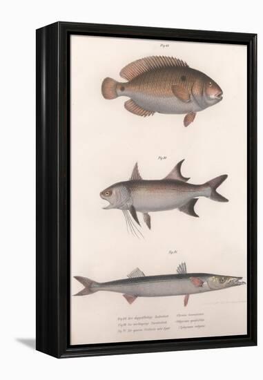 Two-Spot Bimaculus, African Redfin, Common Barracuda, C.1850S-null-Framed Premier Image Canvas
