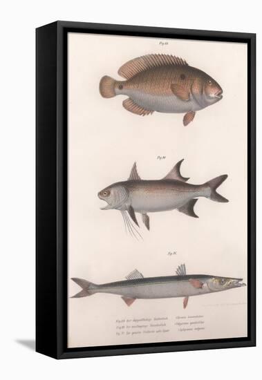 Two-Spot Bimaculus, African Redfin, Common Barracuda, C.1850S-null-Framed Premier Image Canvas