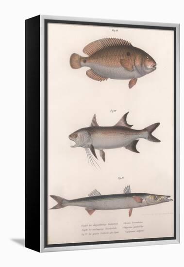 Two-Spot Bimaculus, African Redfin, Common Barracuda, C.1850S-null-Framed Premier Image Canvas