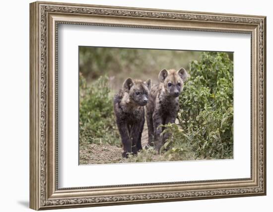 Two Spotted Hyena (Spotted Hyaena) (Crocuta Crocuta) Pups-James Hager-Framed Photographic Print