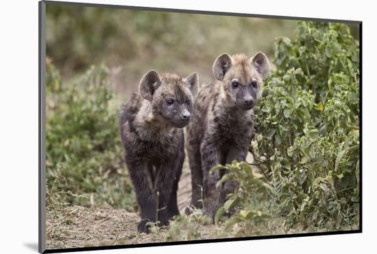 Two Spotted Hyena (Spotted Hyaena) (Crocuta Crocuta) Pups-James Hager-Mounted Photographic Print