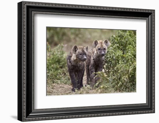 Two Spotted Hyena (Spotted Hyaena) (Crocuta Crocuta) Pups-James Hager-Framed Photographic Print