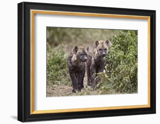 Two Spotted Hyena (Spotted Hyaena) (Crocuta Crocuta) Pups-James Hager-Framed Photographic Print