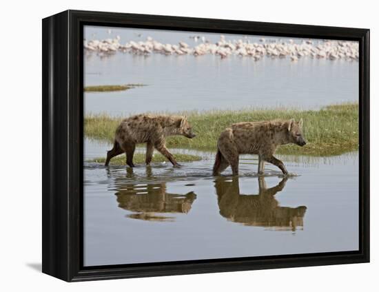 Two Spotted Hyena Walking Along the Edge of Lake Nakuru-James Hager-Framed Premier Image Canvas