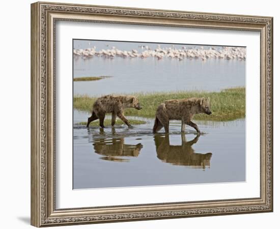 Two Spotted Hyena Walking Along the Edge of Lake Nakuru-James Hager-Framed Photographic Print