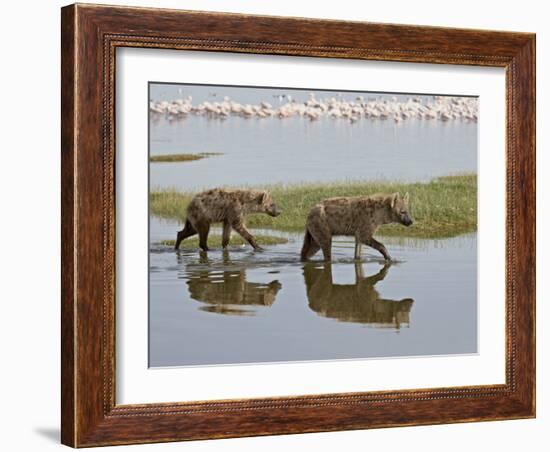 Two Spotted Hyena Walking Along the Edge of Lake Nakuru-James Hager-Framed Photographic Print