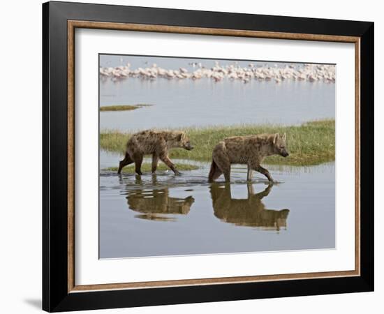 Two Spotted Hyena Walking Along the Edge of Lake Nakuru-James Hager-Framed Photographic Print