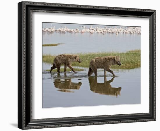 Two Spotted Hyena Walking Along the Edge of Lake Nakuru-James Hager-Framed Photographic Print