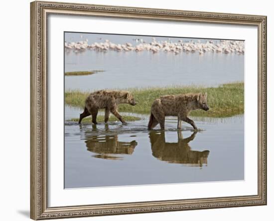 Two Spotted Hyena Walking Along the Edge of Lake Nakuru-James Hager-Framed Photographic Print