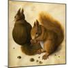 Two Squirrels, One Eating a Hazelnut black chalk, watercolor and bodycolour on vellum-Hans Hoffmann-Mounted Giclee Print