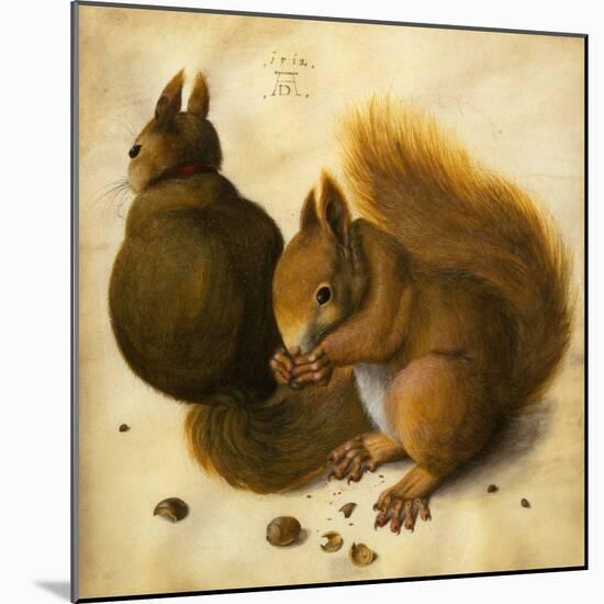 Two Squirrels, One Eating a Hazelnut black chalk, watercolor and bodycolour on vellum-Hans Hoffmann-Mounted Giclee Print