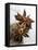 Two Star Anise-Victoria Firmston-Framed Premier Image Canvas