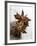 Two Star Anise-Victoria Firmston-Framed Photographic Print