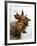 Two Star Anise-Victoria Firmston-Framed Photographic Print