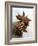 Two Star Anise-Victoria Firmston-Framed Photographic Print