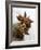 Two Star Anise-Victoria Firmston-Framed Photographic Print