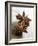 Two Star Anise-Victoria Firmston-Framed Photographic Print