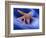 Two Starfish on Beach, Hilton Head Island, South Carolina, USA-Charles R. Needle-Framed Photographic Print