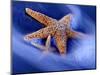 Two Starfish on Beach, Hilton Head Island, South Carolina, USA-Charles R. Needle-Mounted Photographic Print