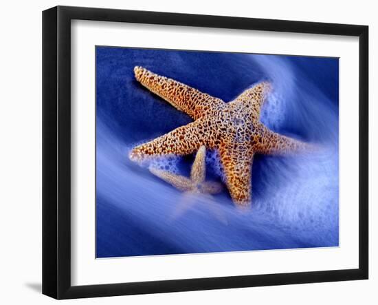 Two Starfish on Beach, Hilton Head Island, South Carolina, USA-Charles R. Needle-Framed Photographic Print