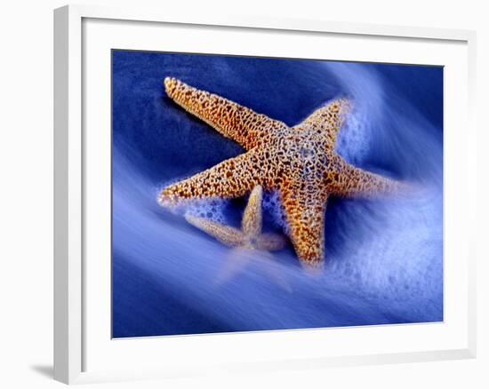 Two Starfish on Beach, Hilton Head Island, South Carolina, USA-Charles R. Needle-Framed Photographic Print