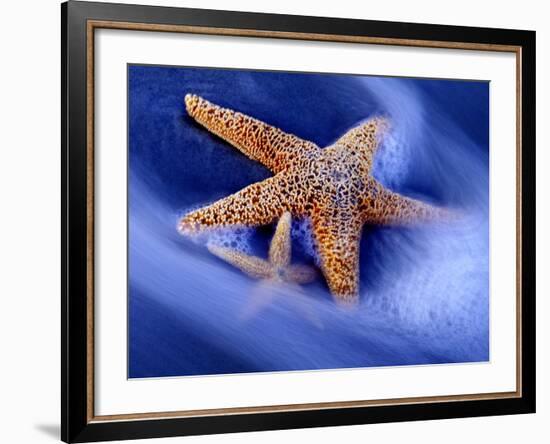 Two Starfish on Beach, Hilton Head Island, South Carolina, USA-Charles R. Needle-Framed Photographic Print