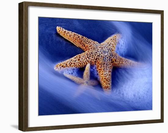 Two Starfish on Beach, Hilton Head Island, South Carolina, USA-Charles R. Needle-Framed Photographic Print