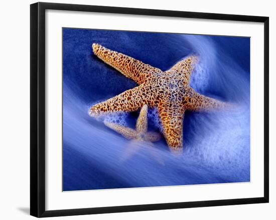 Two Starfish on Beach, Hilton Head Island, South Carolina, USA-Charles R. Needle-Framed Photographic Print