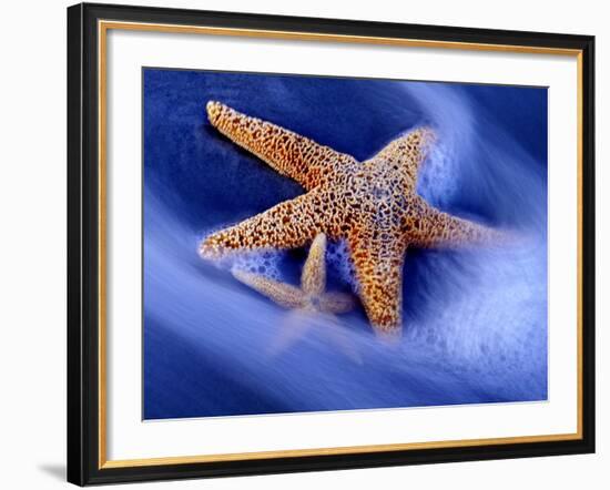 Two Starfish on Beach, Hilton Head Island, South Carolina, USA-Charles R. Needle-Framed Photographic Print