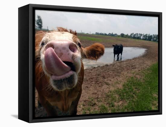 Two Steers Try to Keep Cool in a Small Area of Water on a Family Farm-null-Framed Premier Image Canvas