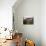 Two Steers Try to Keep Cool in a Small Area of Water on a Family Farm-null-Premium Photographic Print displayed on a wall