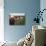 Two Steers Try to Keep Cool in a Small Area of Water on a Family Farm-null-Photographic Print displayed on a wall