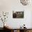 Two Steers Try to Keep Cool in a Small Area of Water on a Family Farm-null-Photographic Print displayed on a wall